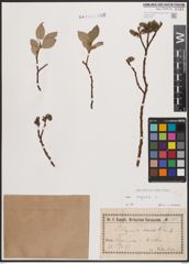 Foto von Salix caprea L.
